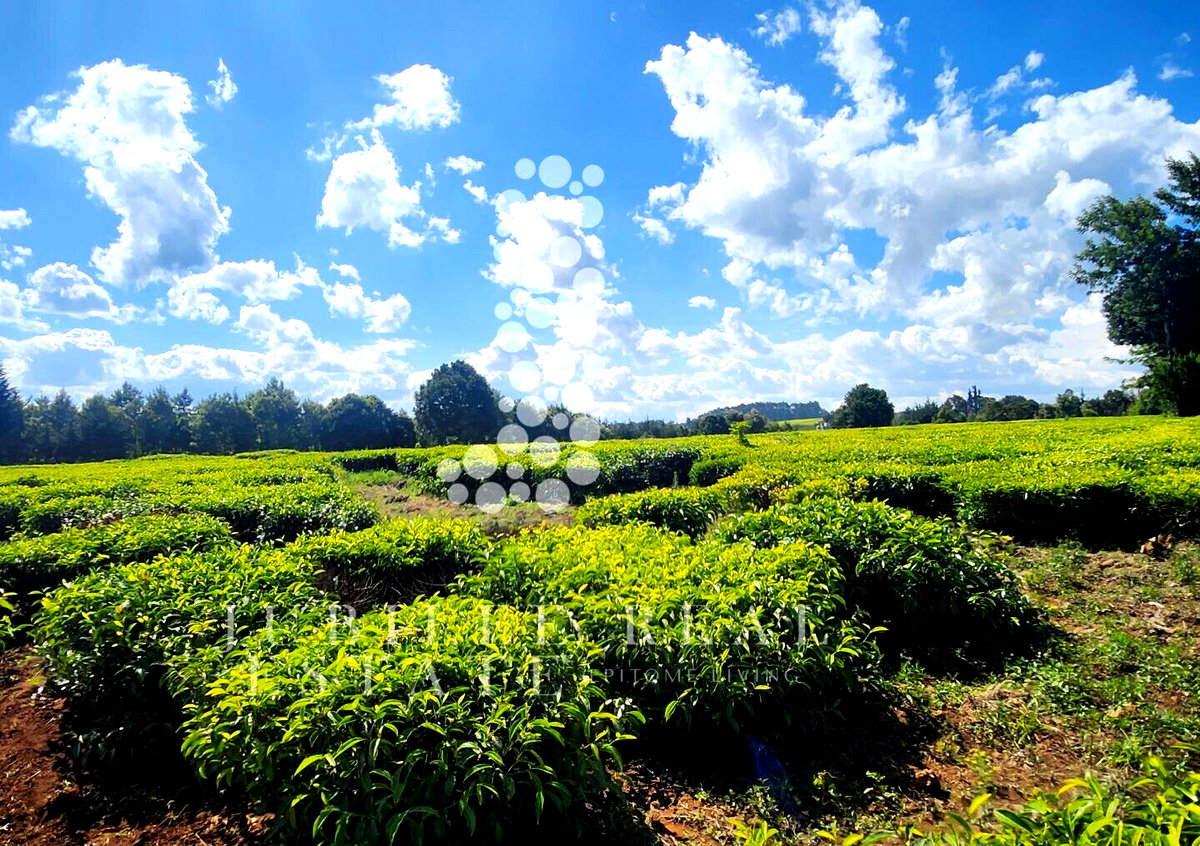21-Acre Tea Farm in Tigoni