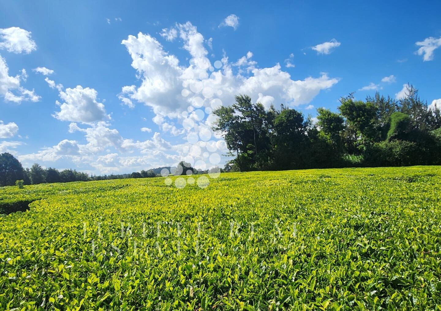 21-Acre Tea Farm in Tigoni