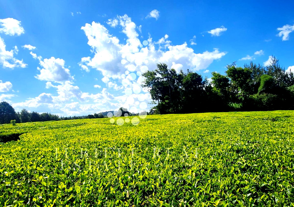 21-Acre Tea Farm in Tigoni