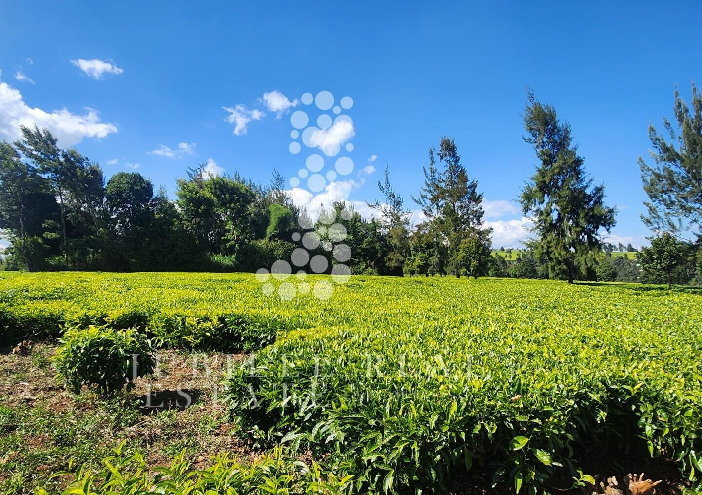 21-Acre Tea Farm in Tigoni