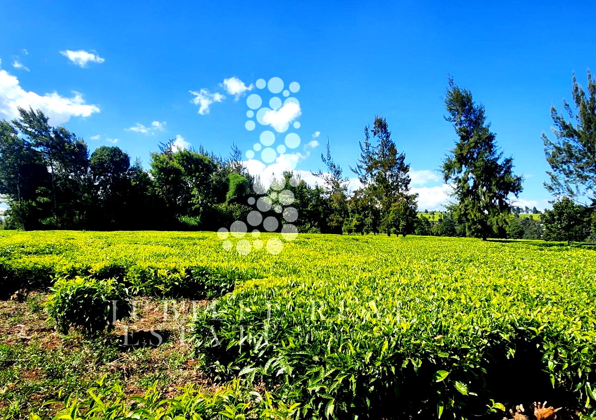 21-Acre Tea Farm in Tigoni