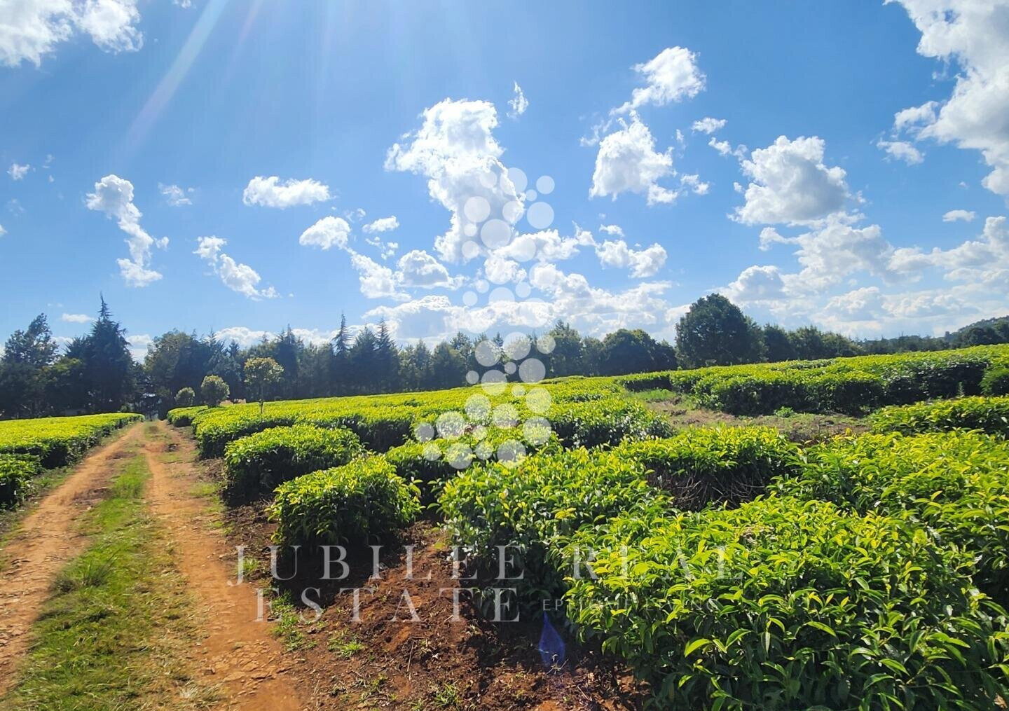 21-Acre Tea Farm in Tigoni