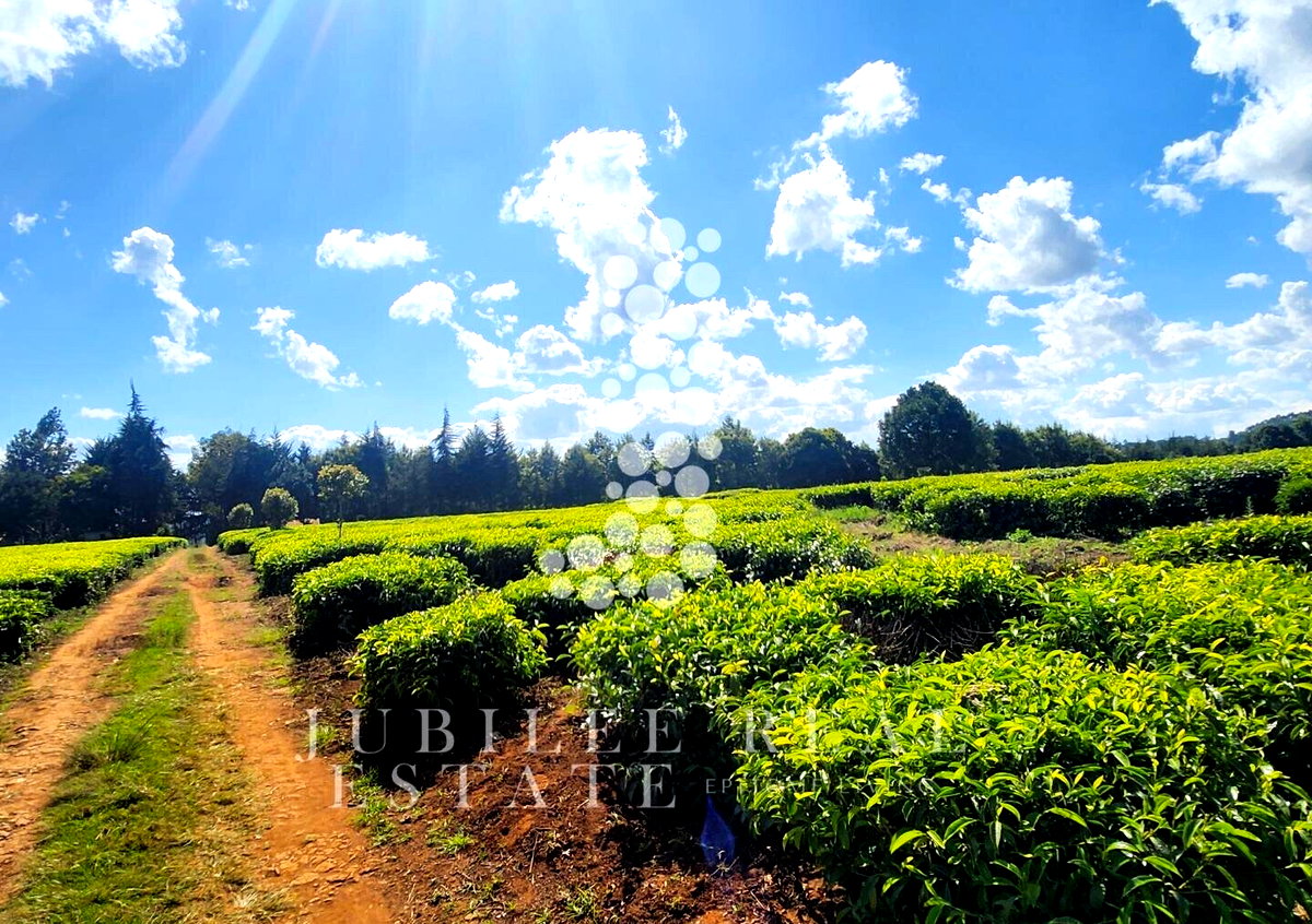 21-Acre Tea Farm in Tigoni