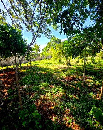 1/2 Acre Pet Friendly Plot in Diani