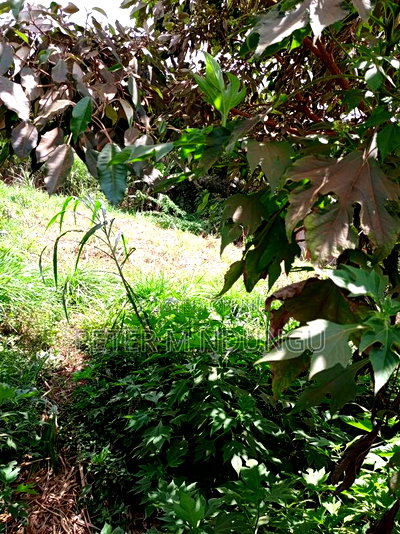 Kiamumbi Pime 100*100, Title - Image 5