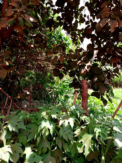 Kiamumbi Pime 100*100, Title - Image 9