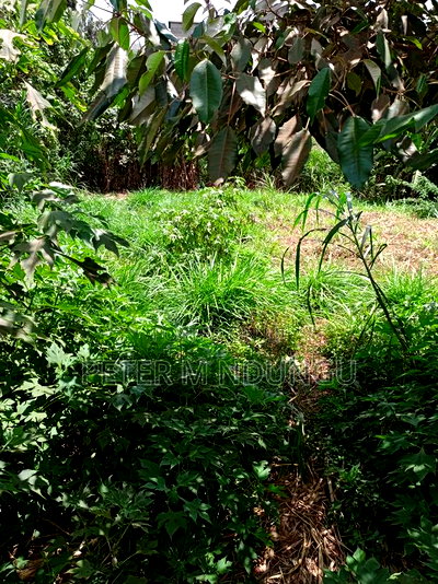 Kiamumbi Pime 100*100, Title - Image 6