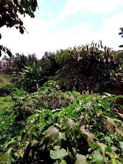 Kiamumbi Pime 100*100, Title - Image 7