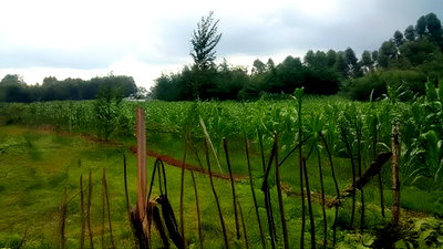 Several Plots Kapseret 1/4