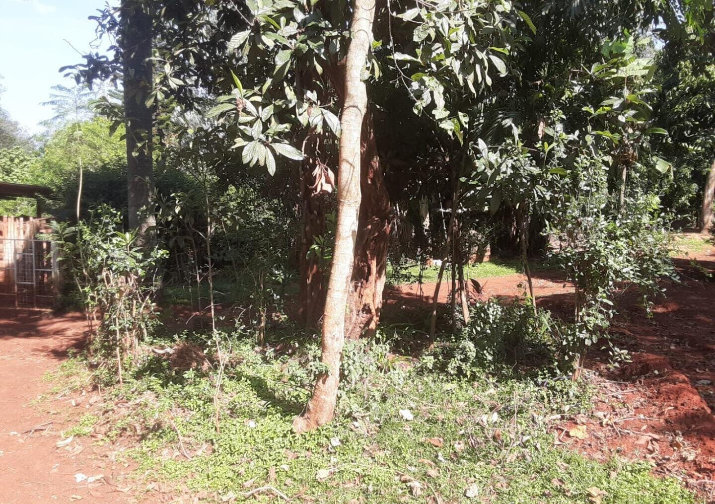 Garden Oasis on 1/2 Acre