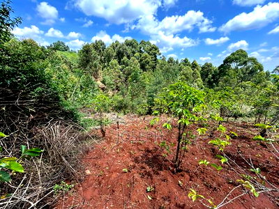 Banana Hill 1.4acre River Frontage - Image 9