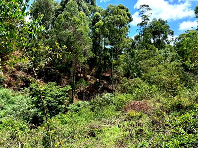 Banana Hill 1.4acre River Frontage - Image 13