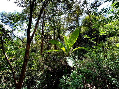 Banana Hill 1.4acre River Frontage - Image 12