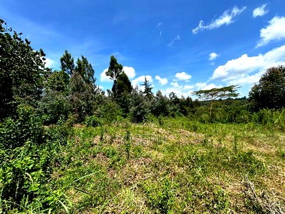 Banana Hill 1.4acre River Frontage - Image 7