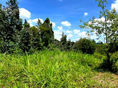 Banana Hill 1.4acre River Frontage - Image 14