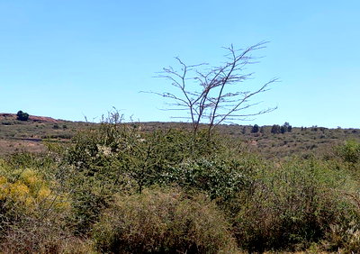 54-Acre Plot for KSh 6.5M