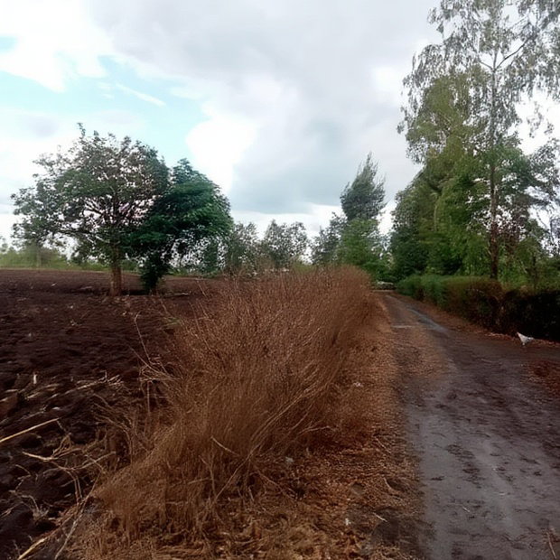 4 1/2 Acres for Sale in Riandira
