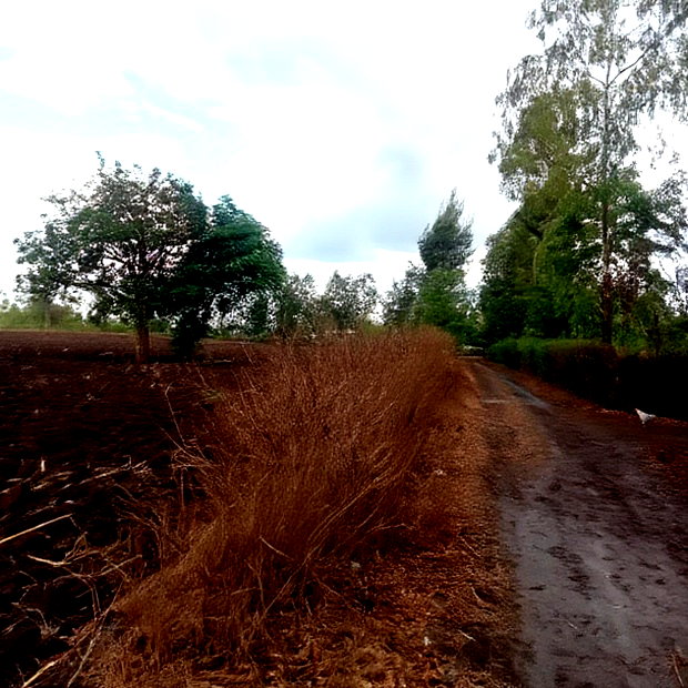 4 1/2 Acres for Sale in Riandira