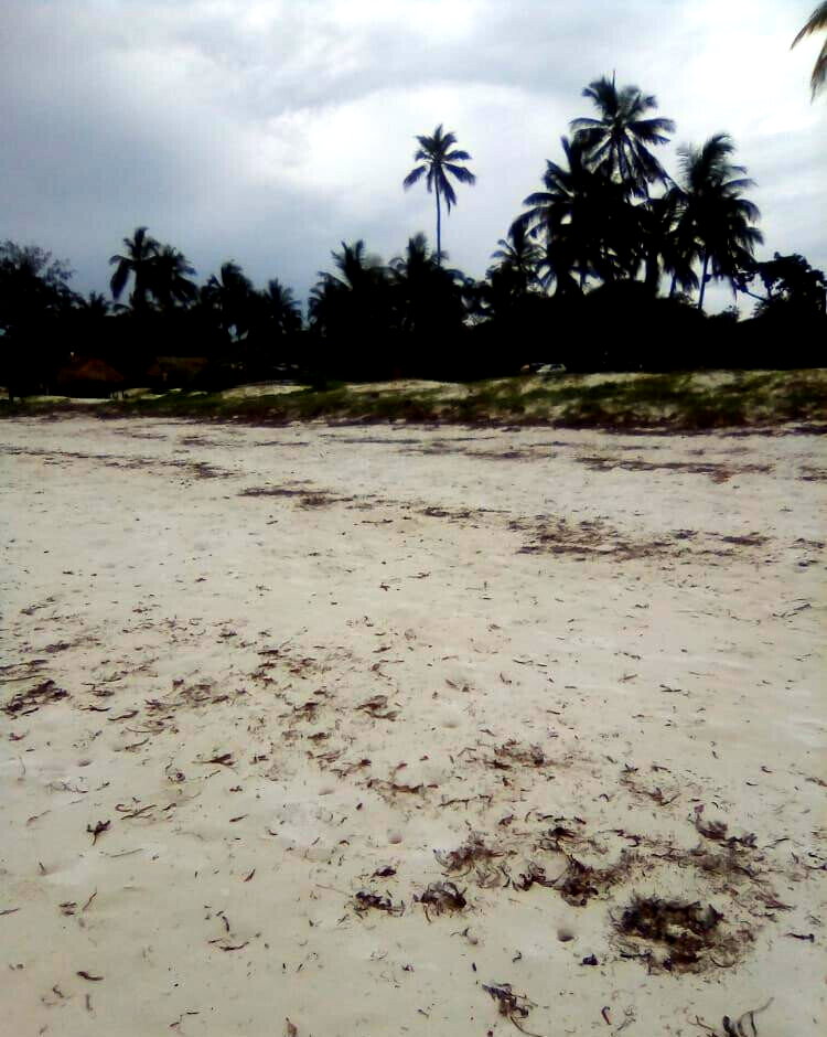 2.3-Acre Beach Plot with Garden