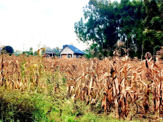4 PlotsKsh 2.5m EachMugutha,Ruiru.
