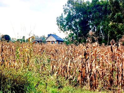 4 PlotsKsh 2.5m EachMugutha,Ruiru. - Image 2