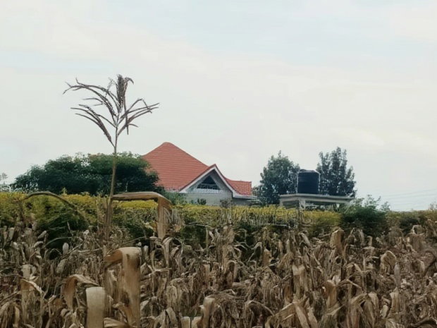 4 PlotsKsh 2.5m EachMugutha,Ruiru.