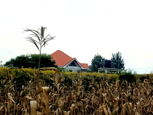 4 PlotsKsh 2.5m EachMugutha,Ruiru.