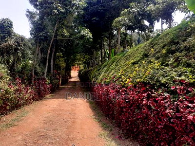 Eighth Acre Plot on Sale in Nguriunditu Nderi Sigona Kikuyu - Image 7