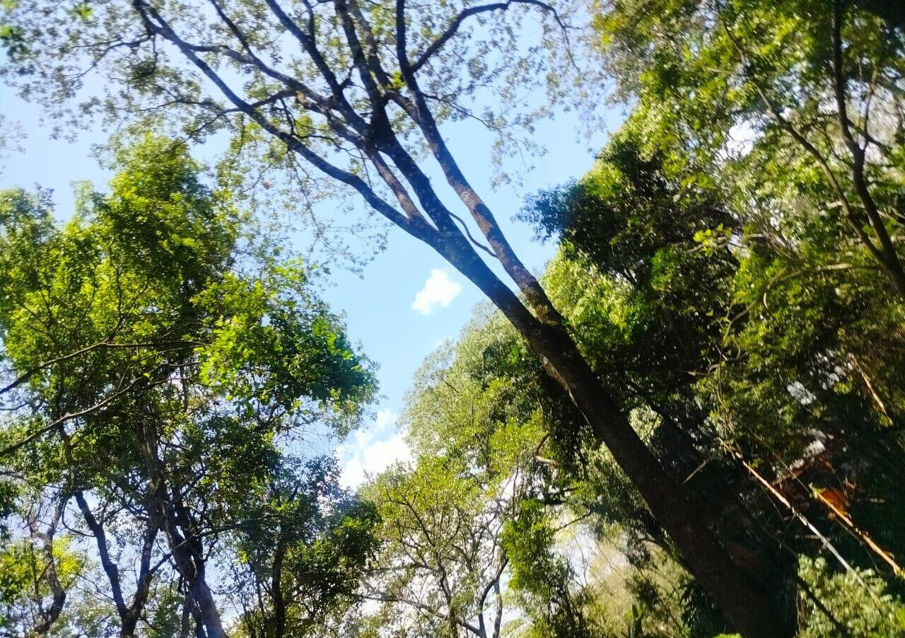 Half Acre Plot in Karen at KSh 35M