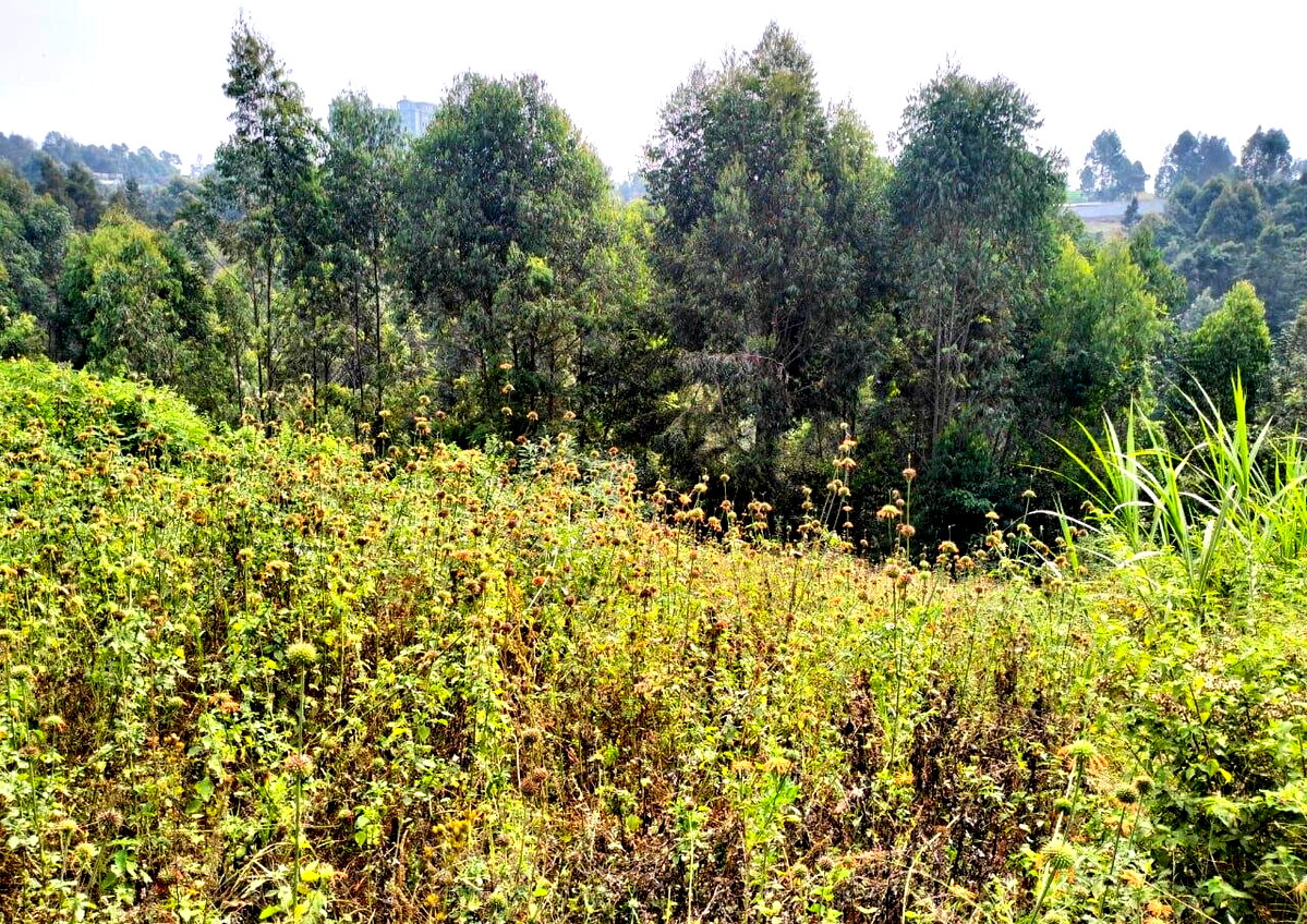 50x100 Plot in Lower Kabete