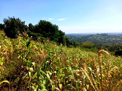 Distress Sale! Prime Redsoil Acre 200 MTRS Off Tarmac, Ngong - Image 7