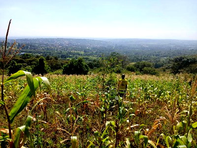Distress Sale! Prime Redsoil Acre 200 MTRS Off Tarmac, Ngong - Image 4