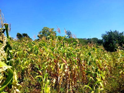 Distress Sale! Prime Redsoil Acre 200 MTRS Off Tarmac, Ngong - Image 5
