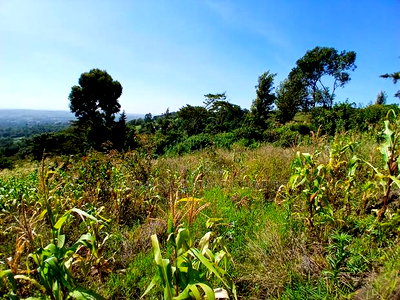 Distress Sale! Prime Redsoil Acre 200 MTRS Off Tarmac, Ngong - Image 8
