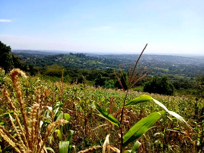 Distress Sale! Prime Redsoil Acre 200 MTRS Off Tarmac, Ngong - Image 6