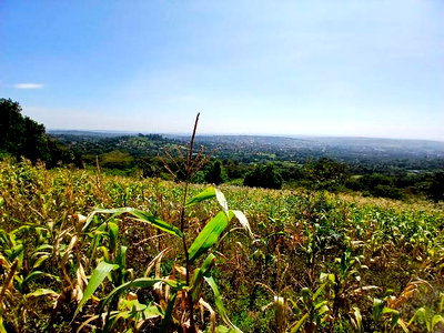 Distress Sale! Prime Redsoil Acre 200 MTRS Off Tarmac, Ngong - Image 2
