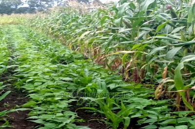 Furnished 3bdrm Farm House in Daiga Location, for sale - Image 8