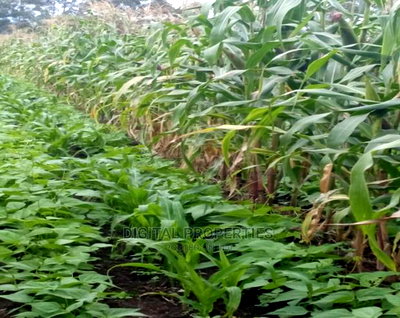 Furnished 3bdrm Farm House in Daiga Location, for sale - Image 9