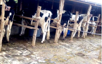 Furnished 3bdrm Farm House in Daiga Location, for sale - Image 7