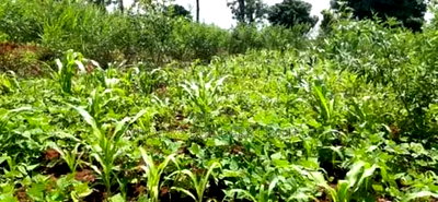 Land for Sale in Nyeri County - Image 6