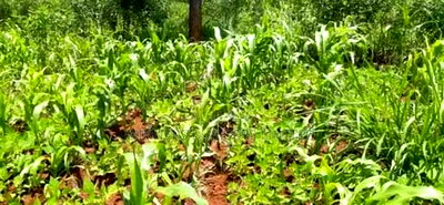 Land for Sale in Nyeri County - Image 5