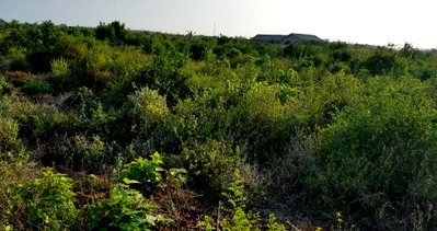 1/2 Acre Plot in Malindi's Casuarina