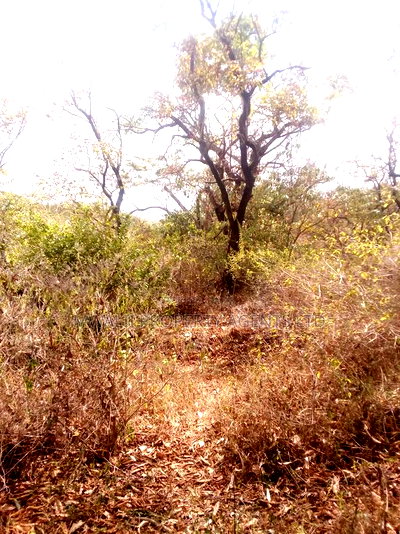 2 Acre Farm , Mutune - Image 2