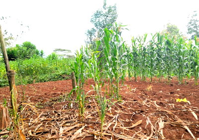 2-Acre Garden Land at KSh 110M