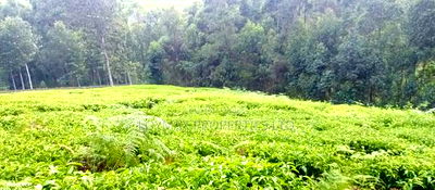 4 Acres Tea Farm on Sale in Gatura Gatanga - Image 4