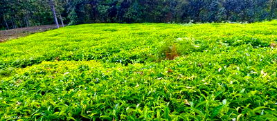 4 Acres Tea Farm on Sale in Gatura Gatanga - Image 1