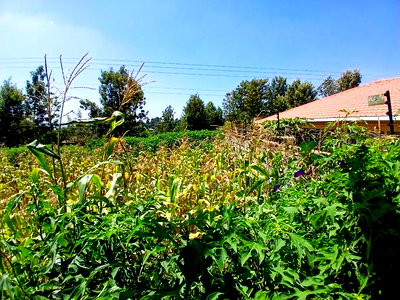 Prime Redsoil 50 by 100 Plot in a Gated Community in Matasia - Image 1