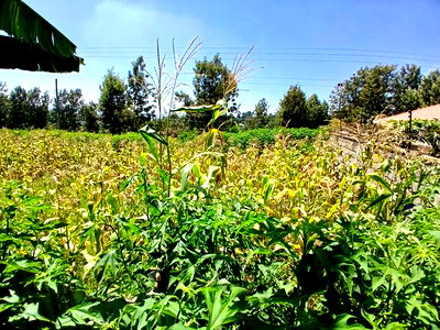 Prime Redsoil 50 by 100 Plot in a Gated Community in Matasia - Image 3