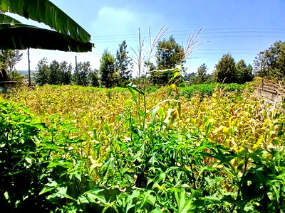 Prime Redsoil 50 by 100 Plot in a Gated Community in Matasia - Image 2