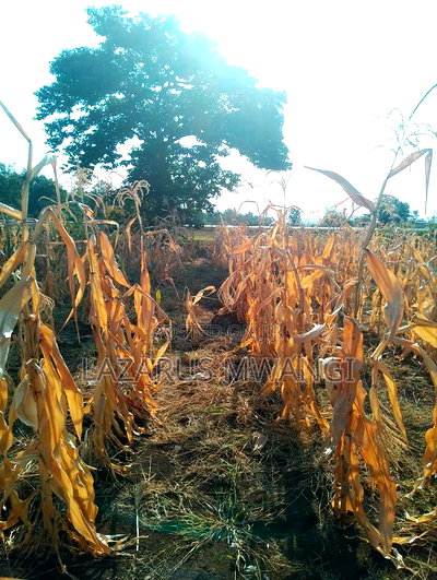 An Eighth of a Plot at Mwea Near Highway Kemri - Image 8